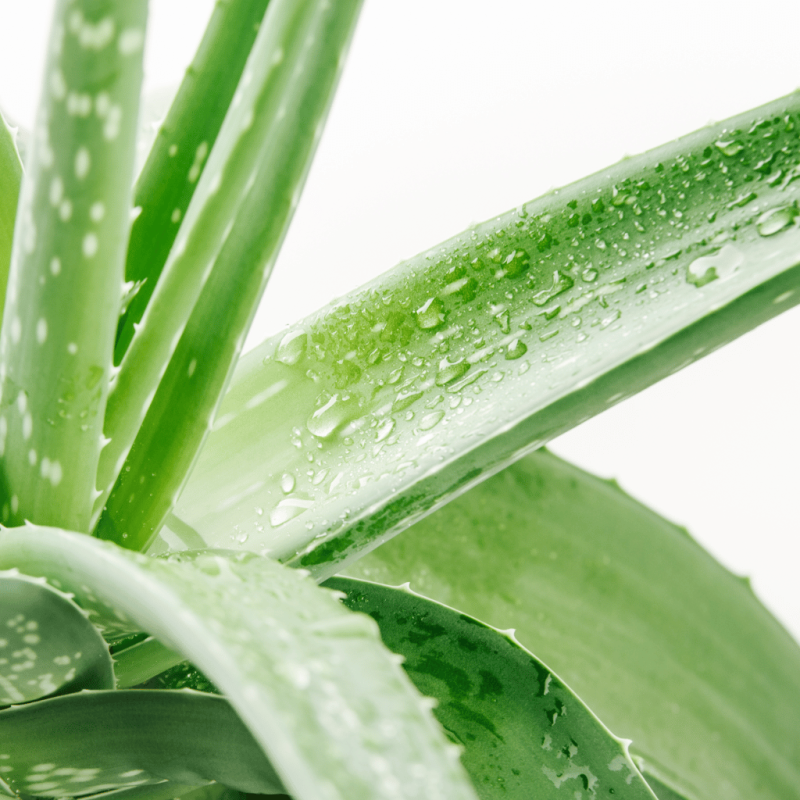 Eponge Konjac 100% Naturelle Aloe Vera - Visage - Lady Green