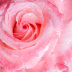 Eponge Konjac 100 % Naturelle Rose - Visage - Lady Green