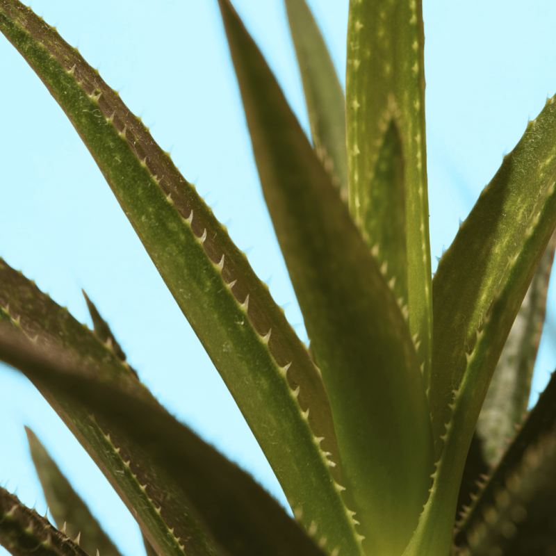 Eponge Konjac 100% Naturelle Aloe Vera – Corps - Lady Green