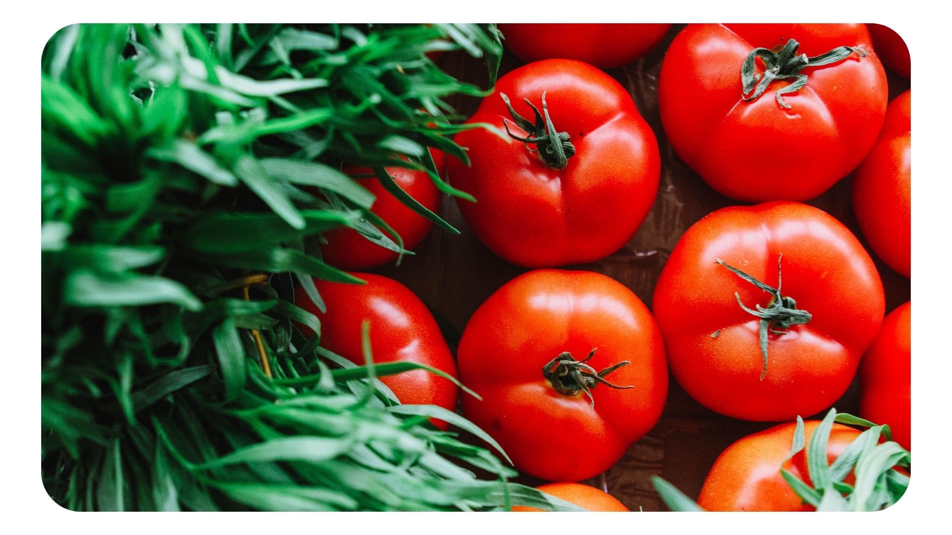 Tomates pour la peau