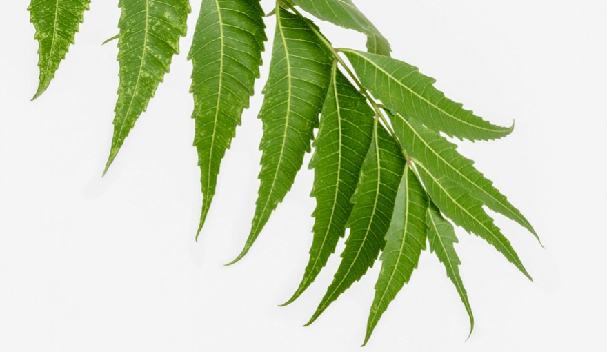 LE NEEM : DES VERTUS AYURVÉDIQUES